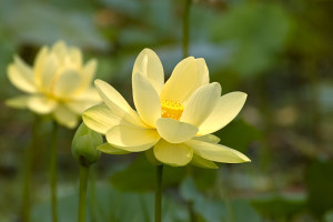 american-lotus-flower